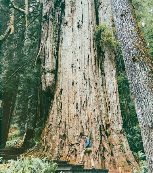 Grove of Titans, Redwoods