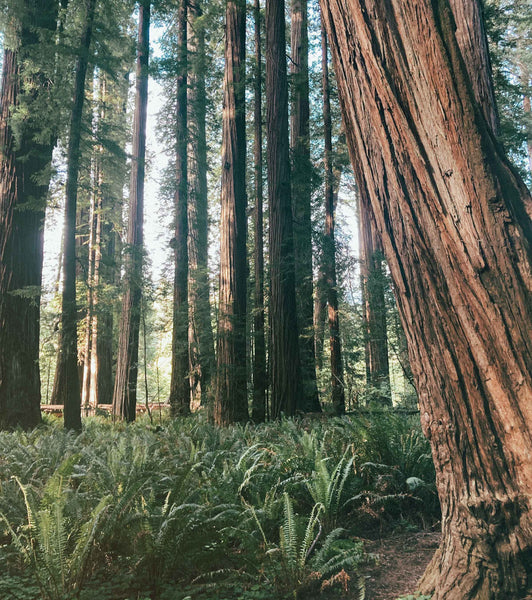 Stout Grove, Redwoods