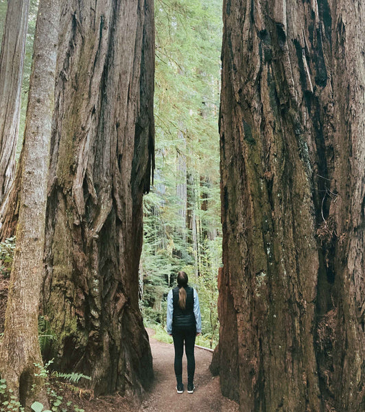 Grove of Titans, Redwoods