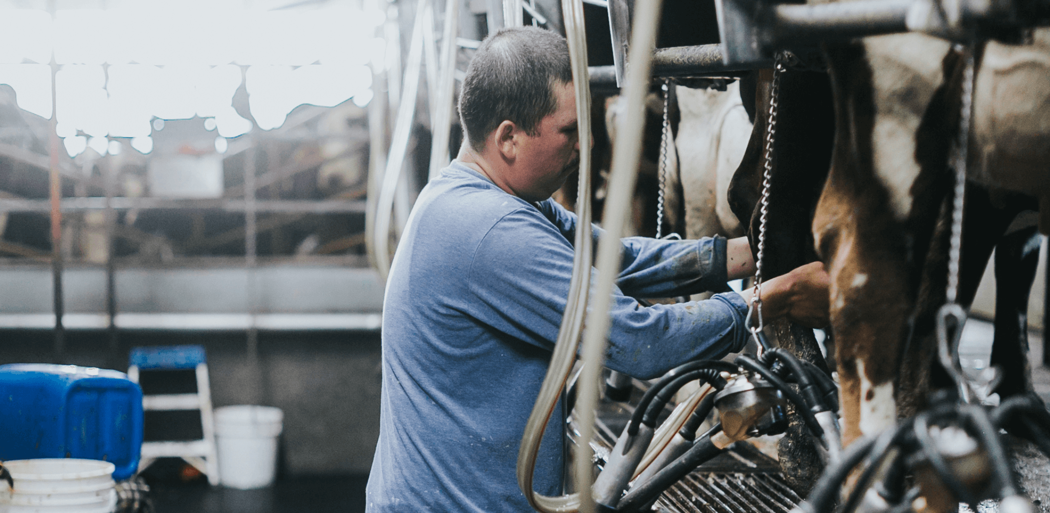 Milk parlor attendant applying iodine to milking cow teats.