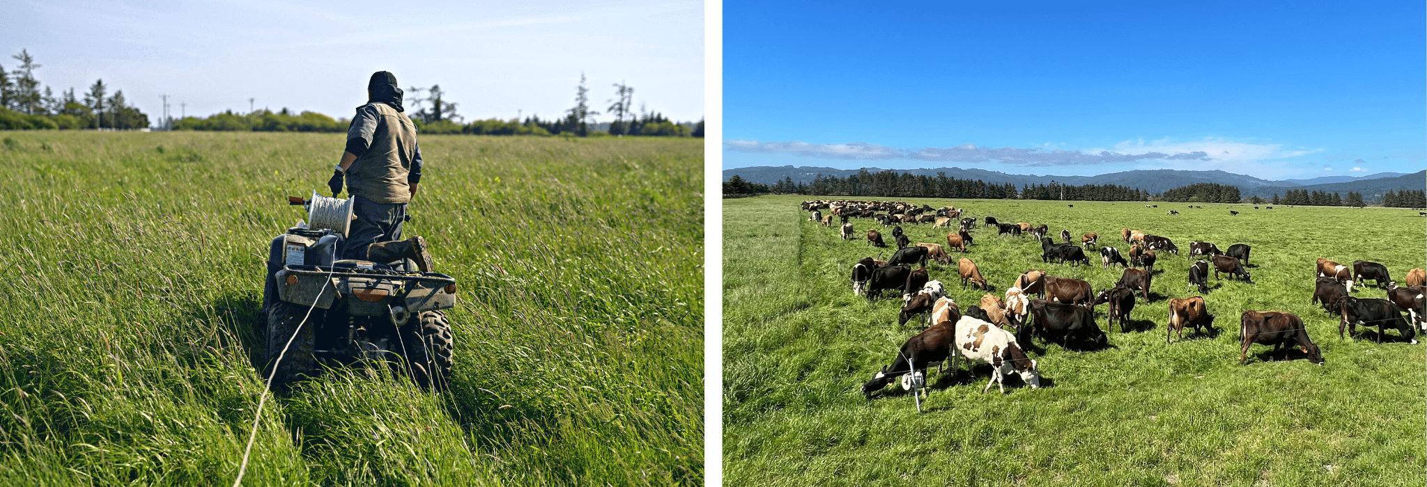 Staff member setting up polywire fencing in paddock; Cows rotational grazing