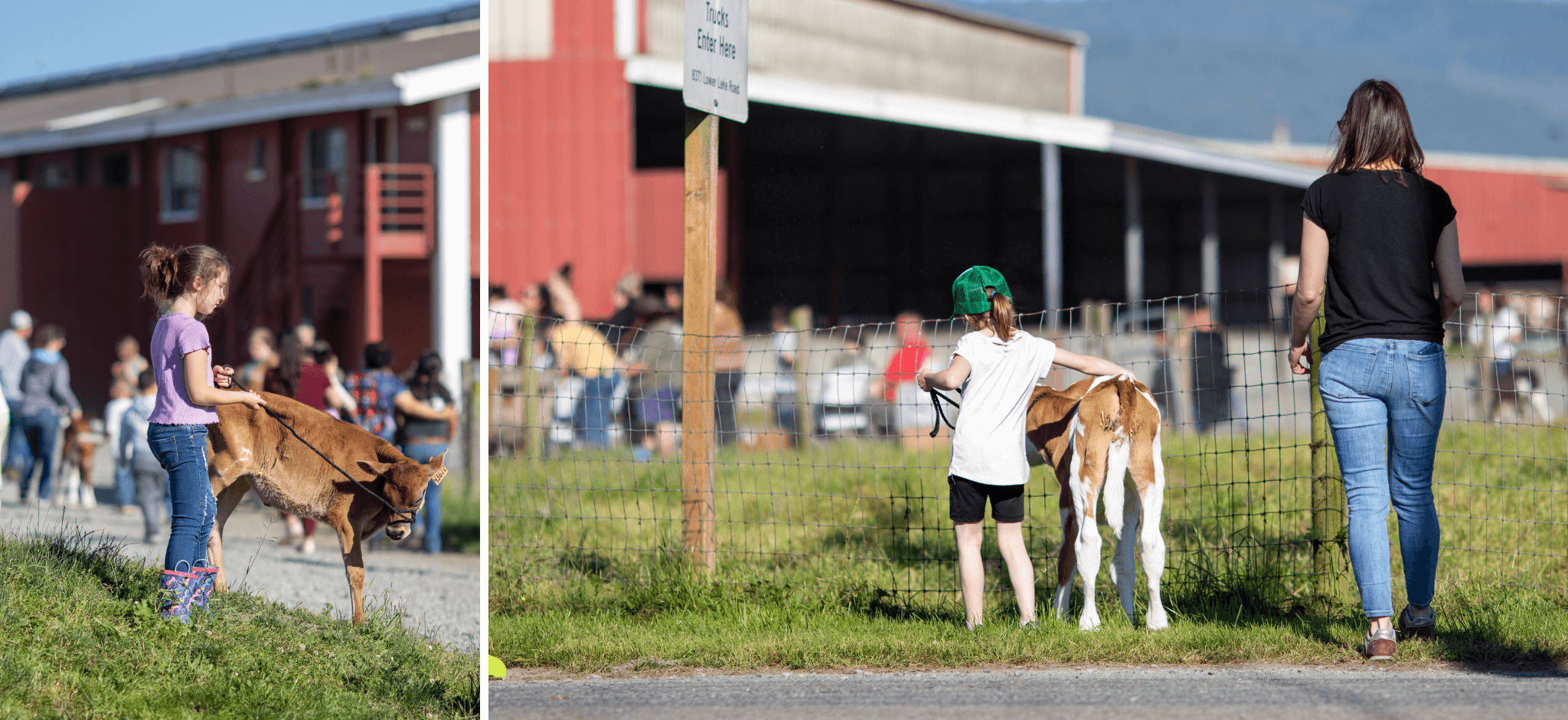 Bucket Calf 2022 - Calf Selection