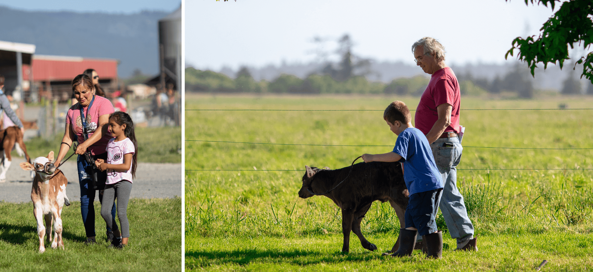 Bucket Calf 2022 - Walking Calf