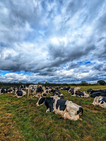 Bradfield Farm Dairy cows