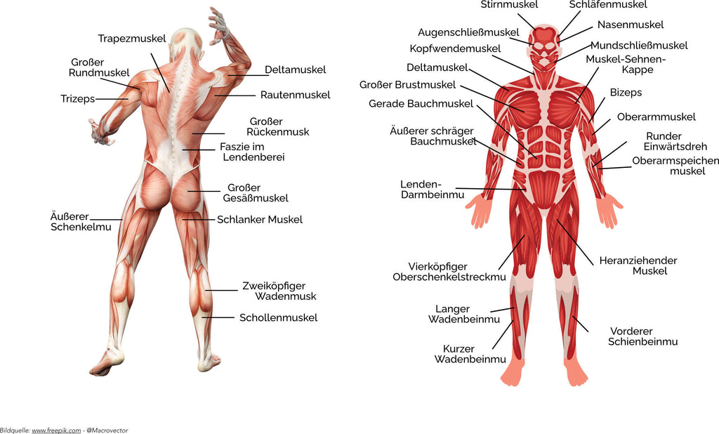 Muskeln - Anatomie