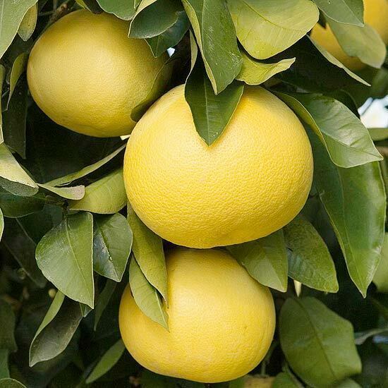 Dwarf Duncan Grapefruit Tree - 26-30" Tall Live Indoor Citrus Plant - Gallon Pot