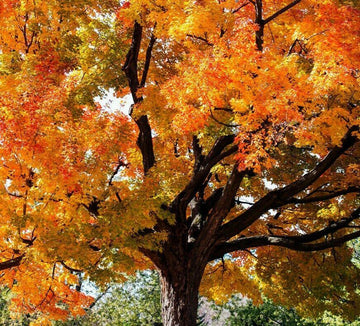 Sugar Maple Tree: Cây lá đỏ là một trong những giá trị sinh thái độc đáo và sự tuyệt vời của nó được thể hiện qua mùa thu. Với sắc đỏ vang lên, cây Sugar Maple Tree trở nên nổi bật và thu hút mọi ánh nhìn. Bức ảnh về loài cây này sẽ khiến bạn bừng sáng trước sự hoàn hảo của thiên nhiên.