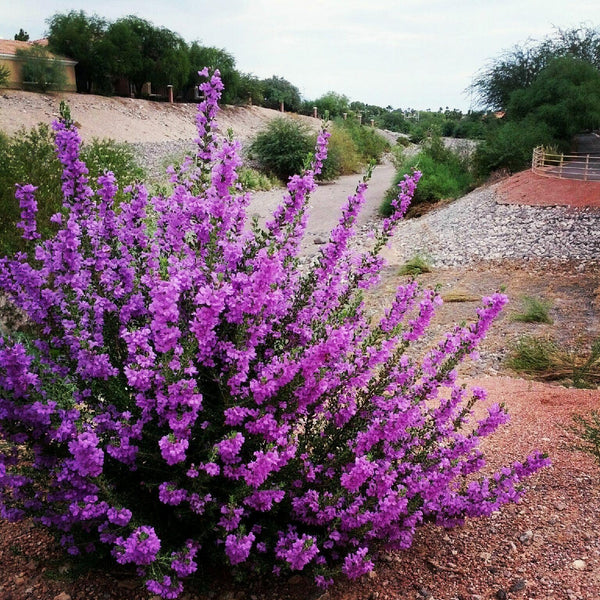 Texas Ranger aka Texas Sage - Backbone Valley Nursery