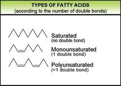 Types of fatty acids - saturated fat