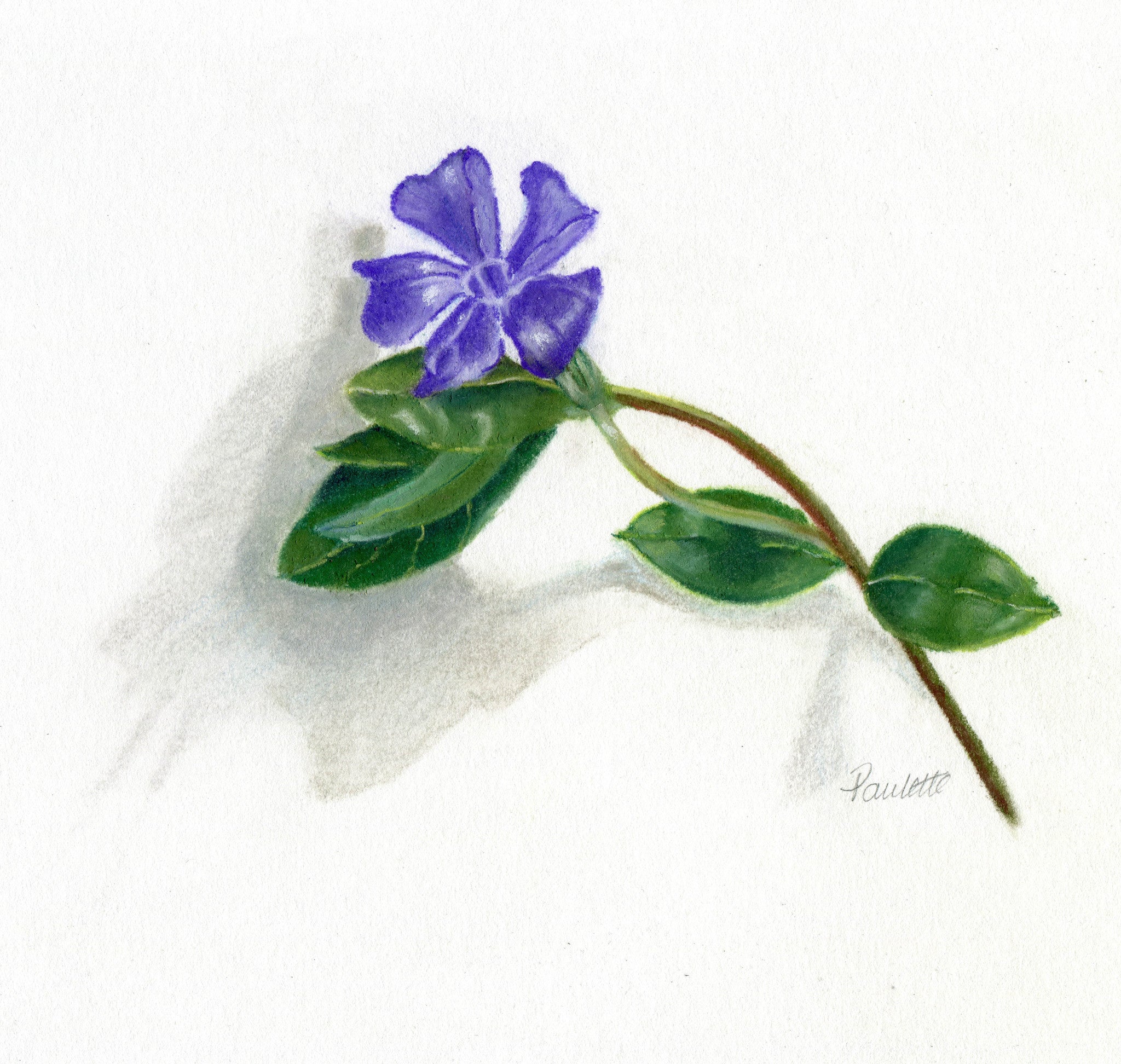 periwinkle flower drawing