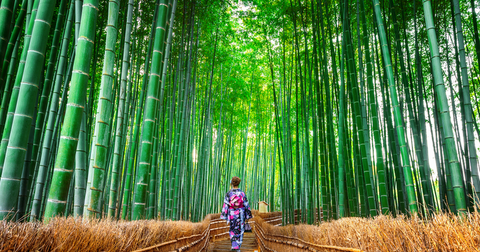 woman walking through bamboo trees