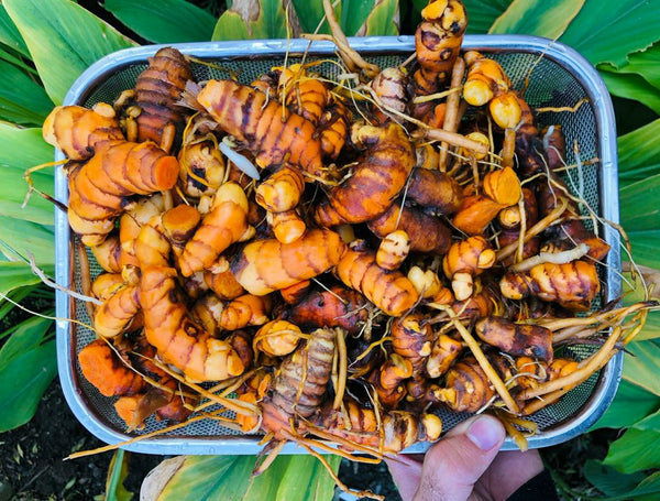 Turmeric