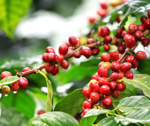 USDA Organic Coffee