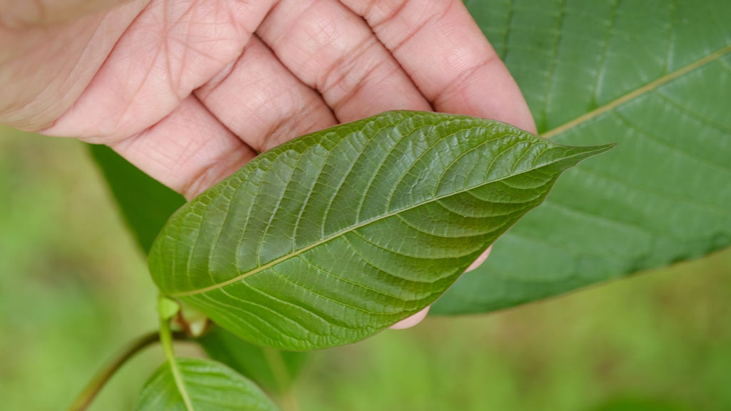 Kratom extraction