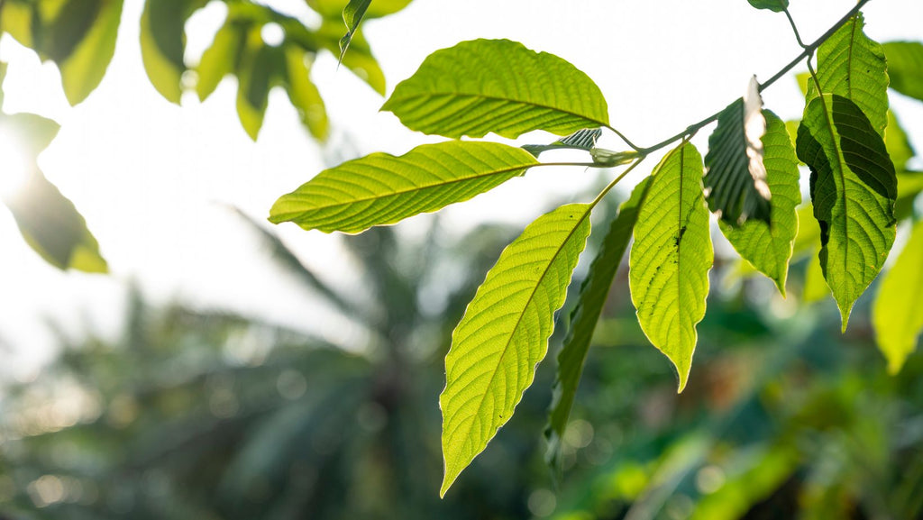 Is Kratom Legal in Illinois