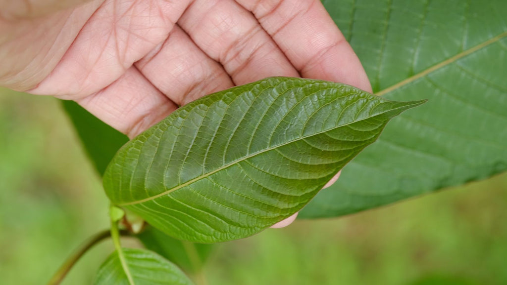 Growing Kratom