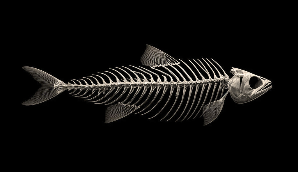 Herring Fish skeleton pattern