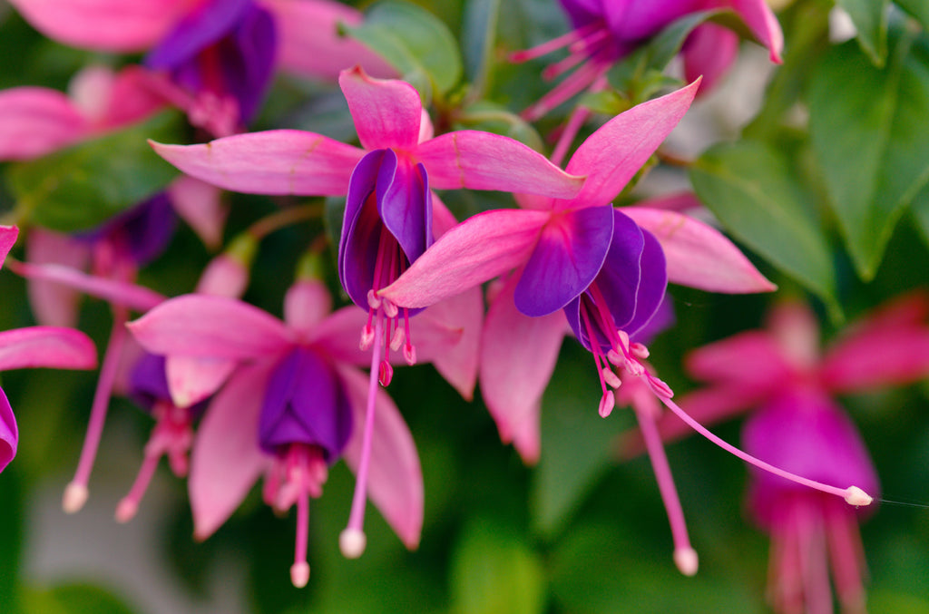 A magenta fuchsia flower