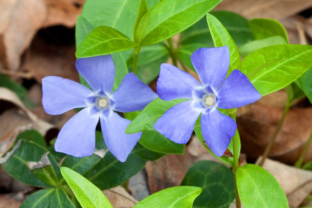 Periwinkle Flower