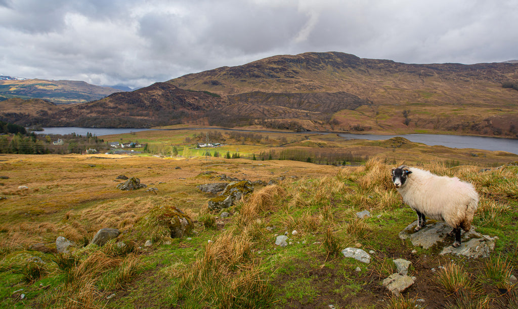 Tweed-producing highland sheep in Scotland