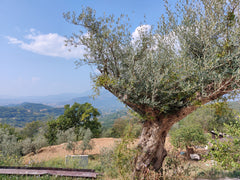 Ensomt oliventræ i Lazio-regionen