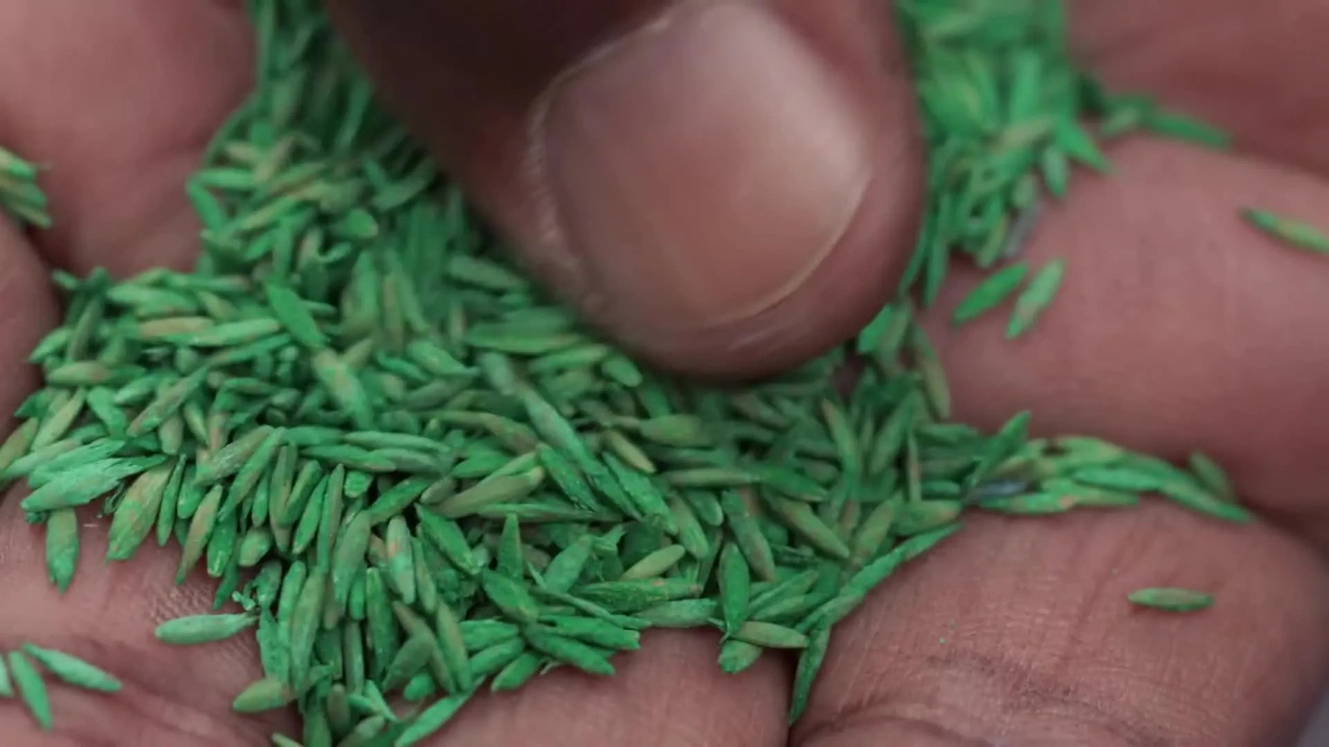 Lee holding a handful of green-coated tall fescue grass seeds.