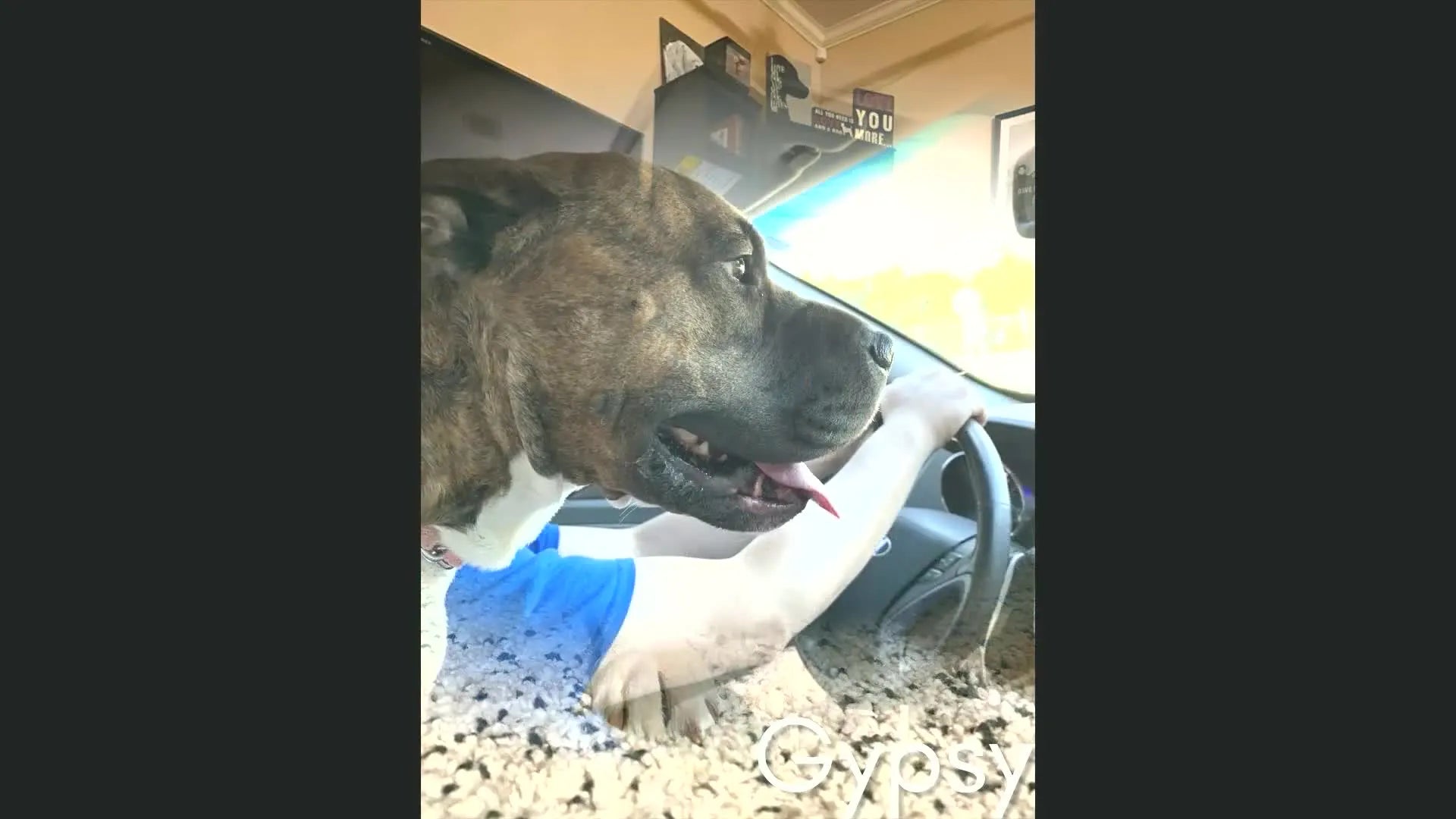 A large brindle dog appearing to drive a car, with a person's arm on the steering wheel.