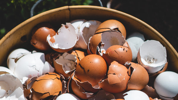 Bucket full of many egg shells - both white and brown