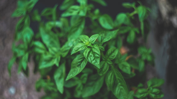 top view of basil plant