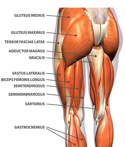 hamstring muscles anatomy
