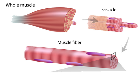 Muscle fiber tissue healing