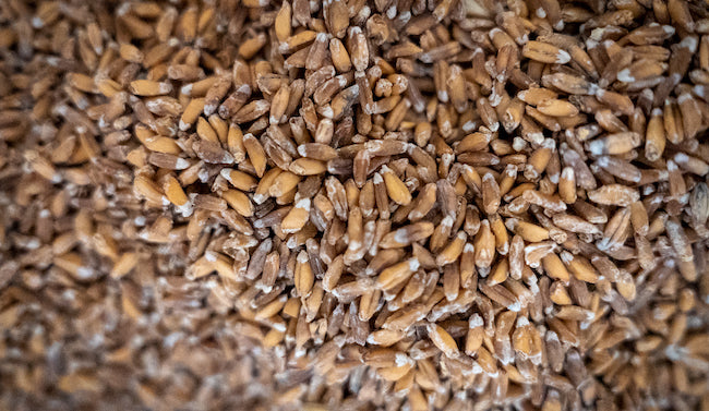 Close Up of Emmer Wheat