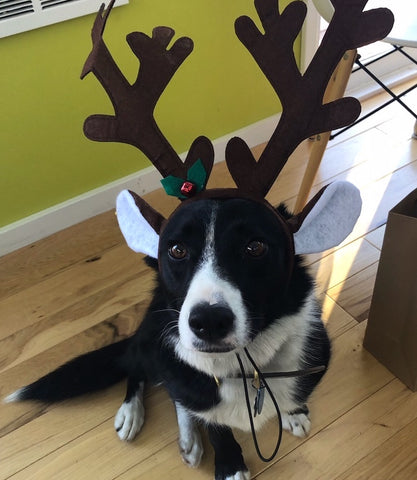 Holiday Reindeer