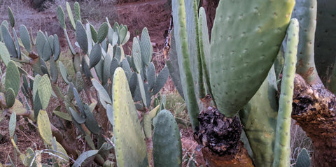 Prickly Pear cactus growing in a field 