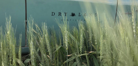 Wheat in front of a Land Cruiser that reads "Dry Land Distillers" on the door