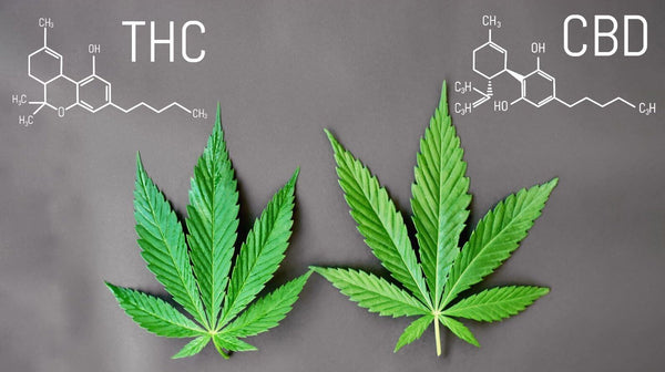 CBD vs. THC Chemische Struktur