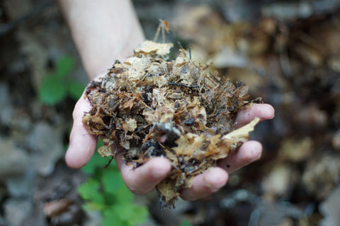 Litière de forêt