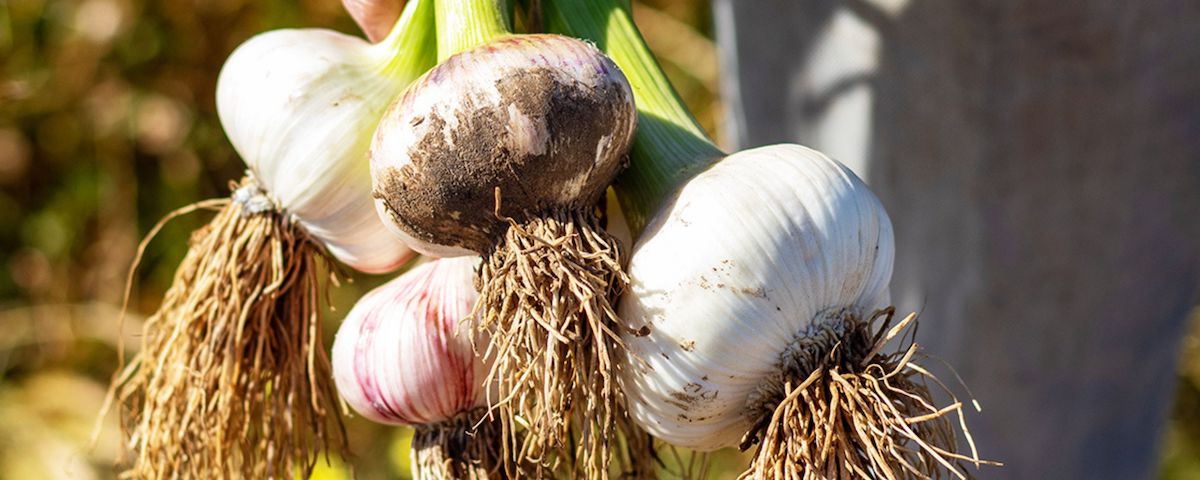 cropped image of a man holding freshly harvested garlic bulbs by the tops