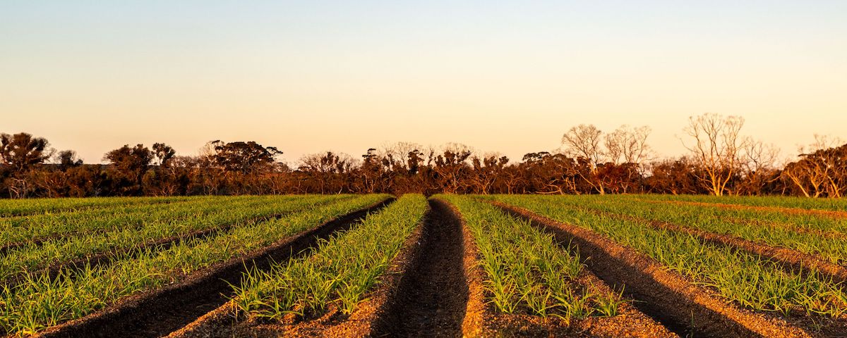 garlic growing in rows on the Kangaroo Island Fresh Garlic farm