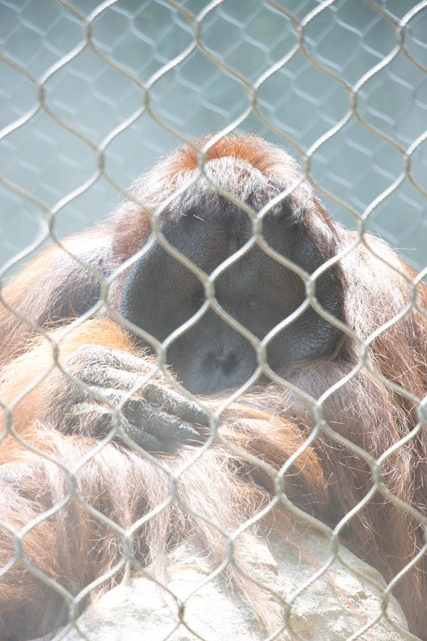 Orangutan looking at the camera behind fence