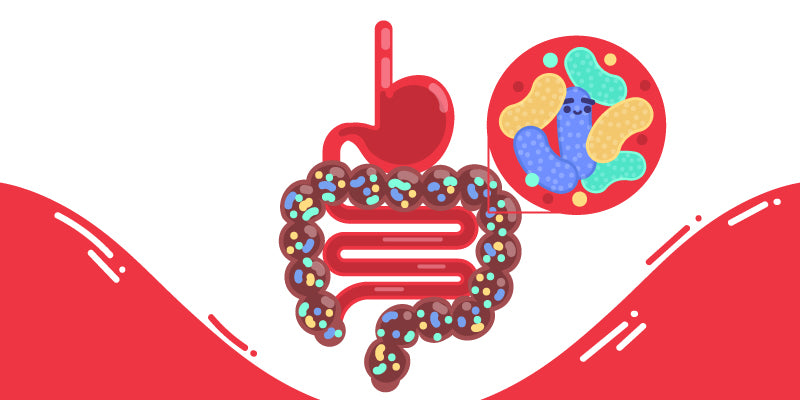 What is the intestinal microbiota?