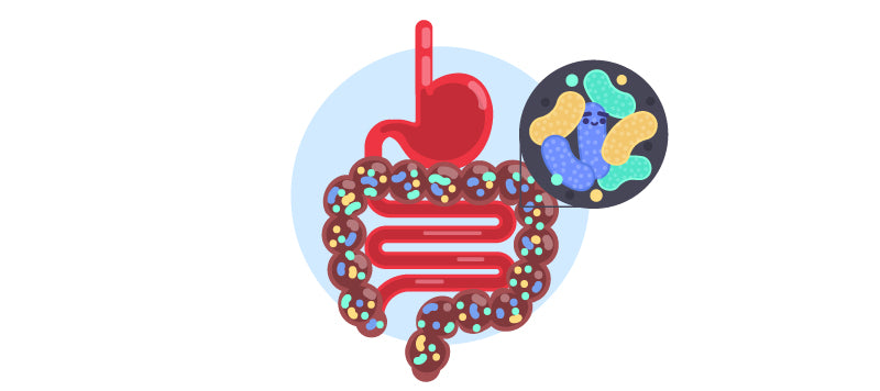 Están presentes en ciertos alimentos y suplementos que contribuyen a aliviar los molestos síntomas de un vientre hinchado, síndrome del intestino irritable y otras enfermedades inflamatorias.