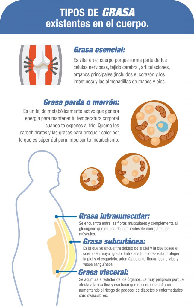 Quemar GRASA ABDOMINAL Depende del Tipo de GRASA QUE TIENES 