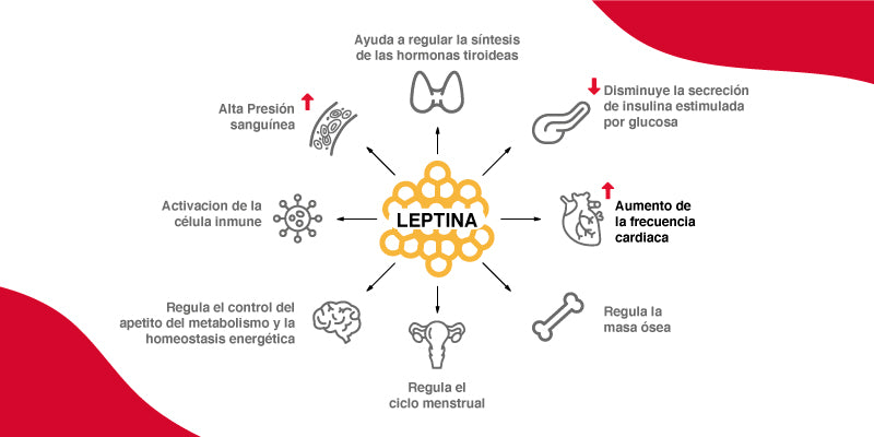 La leptina y su conexión con la grasa