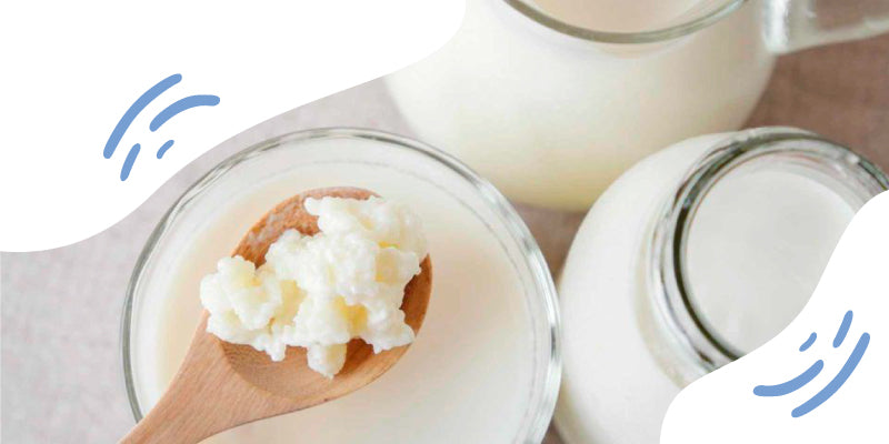 Kefir Probiotic