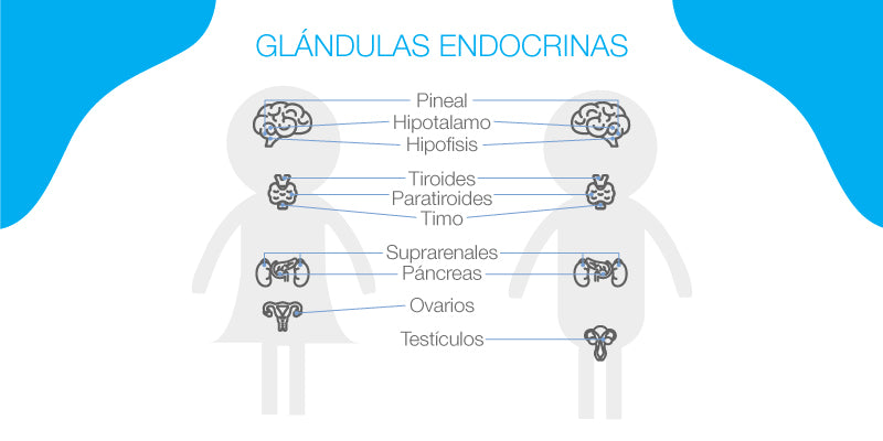 What is the hormonal or endocrine system?