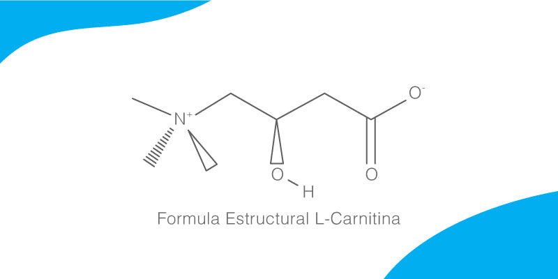 ¿Qué es la L-Carnitina?