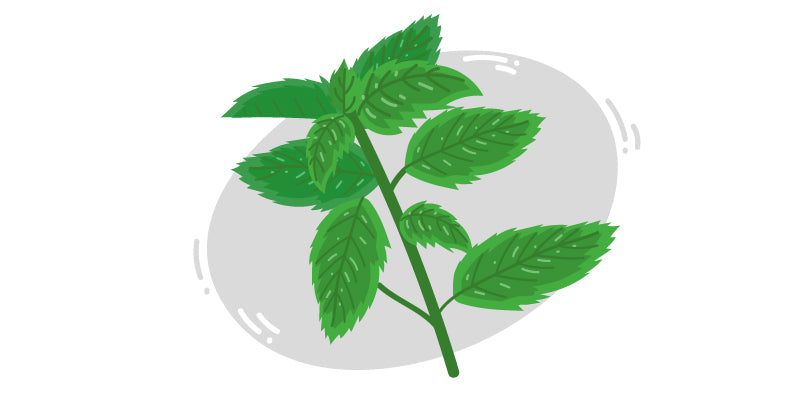 Spearmint (Mentha spicata)