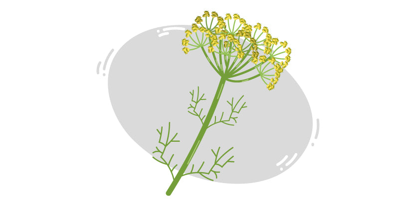 Fennel (Foeniculum vulgare)