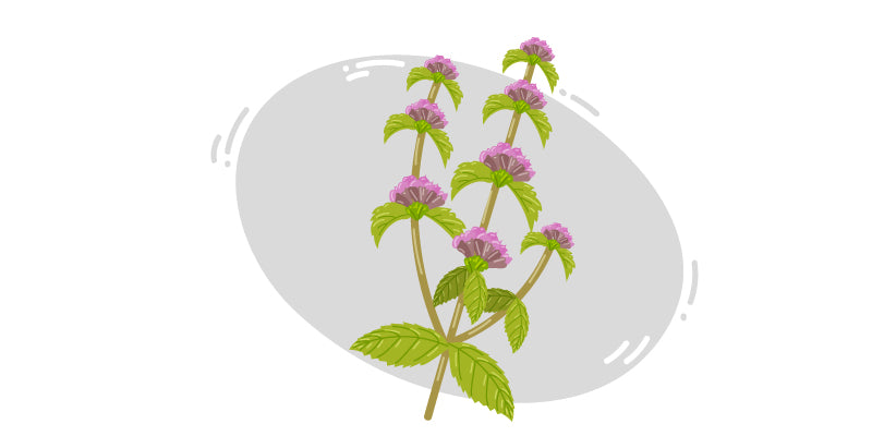 Poleo (Mentha pulegium) 